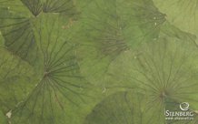 Декоративные панели из природных материалов с запахом Organoid SPECIAL: LOTUS LEAVES