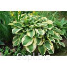 Хоста «Лютеа»