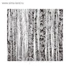 Фотообои "Белые березы" 31-0414-PB (из 3-х листов), 3,00х2,8 м