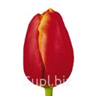 Тюльпаны оптом Verandi