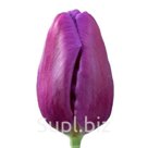 Благодаря своему элегантному внешнему виду и ранней готовности к срезке, тюльпаны Laptop сорта Триумф занимают одно из лидирующих мест в рейтинге популярности.…