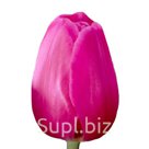 Тюльпаны оптом Barcelona