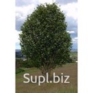 Высота (м): 1,5 – 2,4