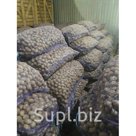 Продам семенной картофель, европейские и Белорусские сорта,красные и белые, Элита и 1 репродукция