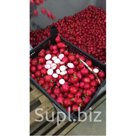 Редис из Армении