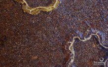 Декоративные панели из природных материалов с запахом Organoid SPECIAL: KAKAU WITH COCOAFRUIT RINGS