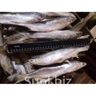 Продам Ряпушку северную 20+ и 25+