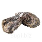 Устрица Black Pearl (Новая Зеландия)