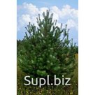 Сосна обыкновенная (1,0 – 1,5 м.)