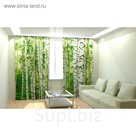 Фотошторы "Берёзовый лес", размер 150х260 см, блэкаут