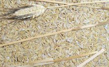 Декоративные панели из природных материалов с запахом Organoid SPECIAL: WHEAT HUSKS AND EARS OF WHEAT