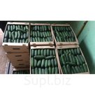 Короткоплодный тепличный огурец Оптом