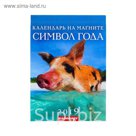 Календарь отрывной на магните "Символ года - 2" 2019 год, 9,6х15,3см