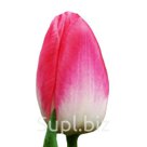Тюльпаны оптом Supermodel