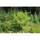 Бузина красная