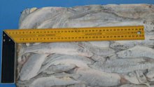 рыба корюшка Дальний Восток зубатка с\м 20,25+