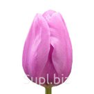 Благодаря своему элегантному внешнему виду и ранней готовности к срезке, тюльпаны Alibi сорта Триумф занимают одно из лидирующих мест в рейтинге популярности. …