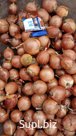 Лук репчатый свежий оптом от 20 тонн