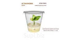 АГЛАОНЕМА COMMUTATUM BLACK PEONY (БЛЭК ПИОН)