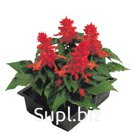 Сальвия (Salvia splendens ). Cover Girl.