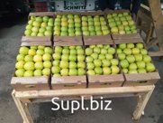 Продам яблоки «Голден» 18 тонн