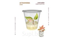 АГЛАОНЕМА СПИТФАЙEР (COMMUTATUM SPITFIRE)