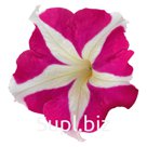 петуния (Petunia x hybrida grandiflora ). SUCCESS! HD . Rose Star