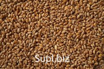 Пшеница от 100 тонн