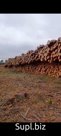 Лес цельный, Сосна отличного качества.