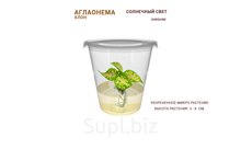 АГЛАОНЕМА SUNSHINE (СОЛНЕЧНЫЙ СВЕТ)