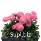 Маргари́тка (Bellis perennis ). Robella.