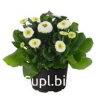 Маргари́тка (Bellis perennis ). BellaDaisy    . White