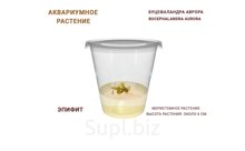 АКВАРИУМНОЕ РАСТЕНИЕ (ЭПИФИТЫ) БУЦЕФАЛАНДРА АВРОРА (BUCEPHALANDRA AURORA)