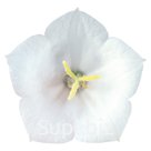 Колокольчик карпатский  (Campanula carpatica ). Clips . White