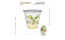 АГЛАОНЕМА РЕД ВАЛЕНТИН (COMMUTATUM RED VALENTINE)