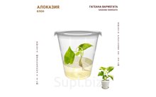 АЛОКАЗИЯ ГАГЕАНА ВАРИЕГАТА (GAGEANA VARIEGATA)