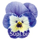 Виола (Viola cornuta ). Admire. Marina