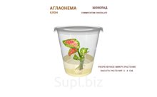АГЛАОНЕМА COMMUTATUM CHOCOLATE (ШОКОЛАД)