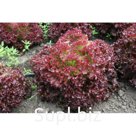 quot;Грейсquot; семена салата 100г, Гавриш