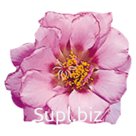 Портулак крупноцветковый (Portulaca grandiflora). Sundial . Pink