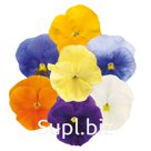 Виола (Viola wittrockiana ). Inspire® Plus . Clear Mix