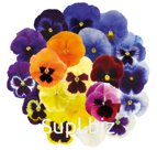 Виола (Viola wittrockiana ). Inspire® Plus . Maxi Mix