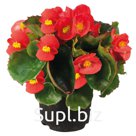 Бегония (Begonia semperflorens ). Super Olympia. Red