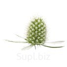 Синеголовник (Eryngium planum). Glitter. White