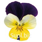Виола (Viola cornuta ). Admire. Lemon Purple Wing