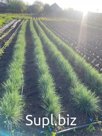 В продаже овсянница сизая (Festuca glauca)-семейства злаки. Растение многолетнее,хорошо переносит засушливую погоду. Цена 150р в количестве 2000 штук. Отправка…