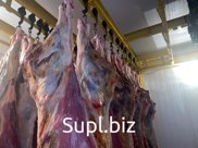 Говядина полутуши оптом от производителя