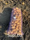 Картофель отборный оптом