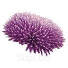 Астра (Callistephus chinensis ). Gala . Lavender