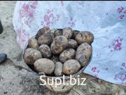 Картофель крупный